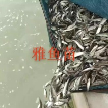 雅鱼鱼苗