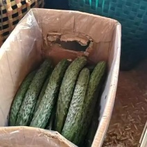 菜瓜