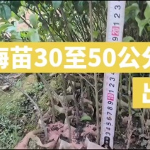 岗梅苗