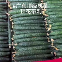 广东湛江密刺黄瓜，基地现摘现发，供应超市，市场，工厂