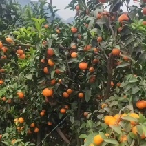 福安沙糖桔