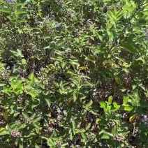 蔓荆子苗