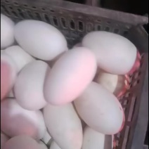 鹅蛋