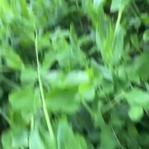 四川精品豌豆尖