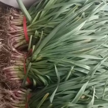 红根蒜苗