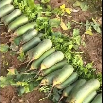 天星02沙窝萝卜