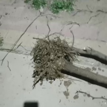 沾化冬枣树苗