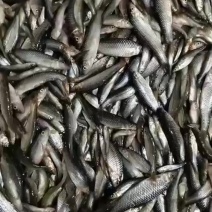麦穗鱼