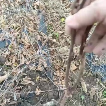 瑞玉苗子