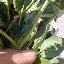 趴地菠菜