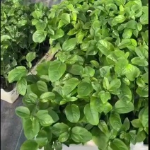 大量供应钦密9号百香果嫁接苗