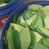 鱼生配料柠檬叶