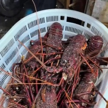 西澳红龙