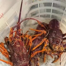 澳洲龙虾