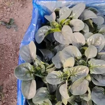 只做精品，商超，平台可供