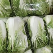 新品种大颗白菜