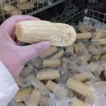 山东滨州甜糯玉米，大量现货，大量供应，支持一件代发，全国