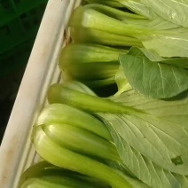 一、低价走量型（适合大宗/社区团购）本地油菜