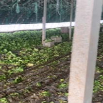 生菜