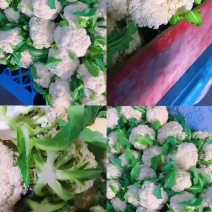 青梗有机散花