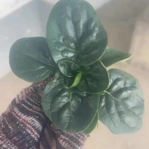趴地菠菜