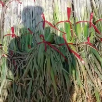 【好货】陕西省合阳大白葱葱白长50-60公分欢迎来电