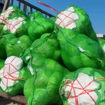 湖北平包扁包菜绿包菜大扁莲花白基地直供