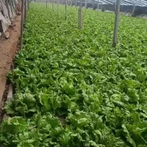 生菜大棚有需要的老板联系价格便宜