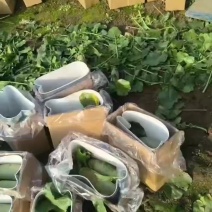 天星02沙窝萝卜