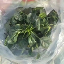 菠菜