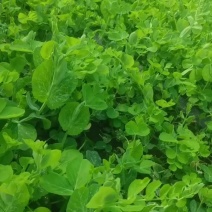 新场镇豆苗