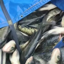 渔场大量批发花鲢鱼苗各种鲢鱼苗花鲢各种鱼苗