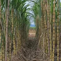 黄金甘蔗批发地址在福建省莆田市仙游县度尾镇铺尾村林总车