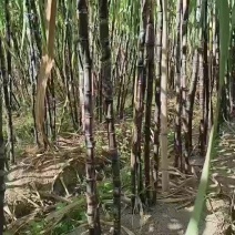 黑甘蔗批发地址在福建省仙游县度尾镇埔尾村