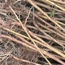 小木漆树苗产地直销出具三证一签