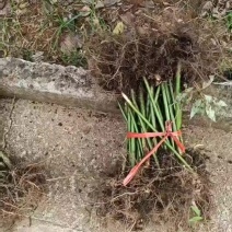 覆盆子苗
