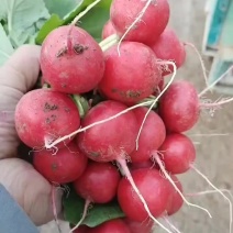樱桃萝卜