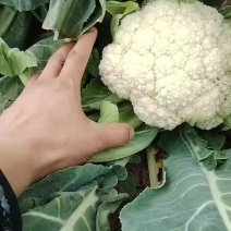 白花
