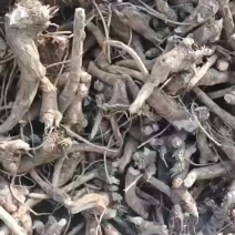 大量收购辣根，有现货联系我。