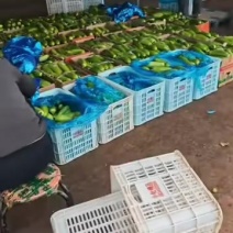 绿皮西葫芦