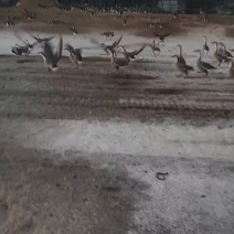 散养飞鹅