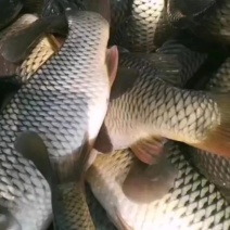 精品鲤鱼，水库养殖自养自销品种优良生长快抗病力强欢迎光临