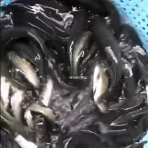 精品青鱼:水库养殖自产自销欢迎云川的新老客户咨询。