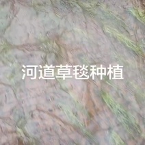 苦草绿化，生态修复