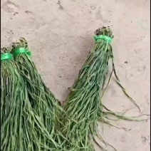 二级贡菜，好二级