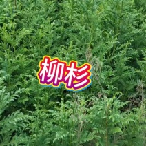 一公分柳杉大量供货