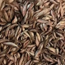 麦穗鱼