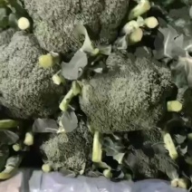 精品西兰花，货源充足，个头合适