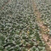 黑塌菜