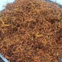 沙棘果